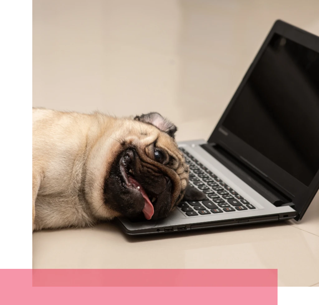 Cão KW
